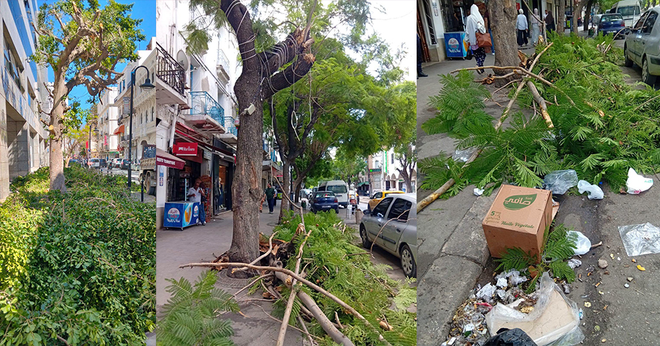 La Municipalité de Tunis annonce l’établissement d’un procès-verbal à l’encontre d’un établissement bancaire après la taille d’un arbre sans autorisation préalable